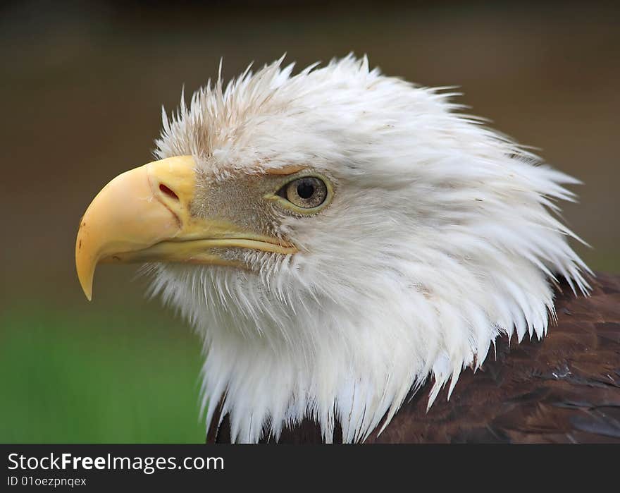 Bald eagle