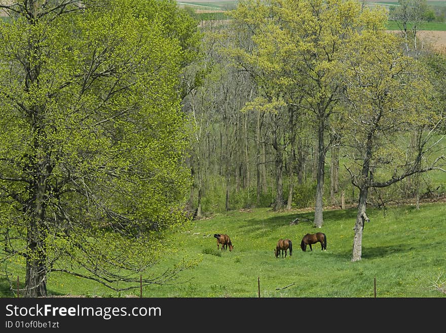 Horses grazing in a spring valley in Wisconsin with tree buds that just opened.