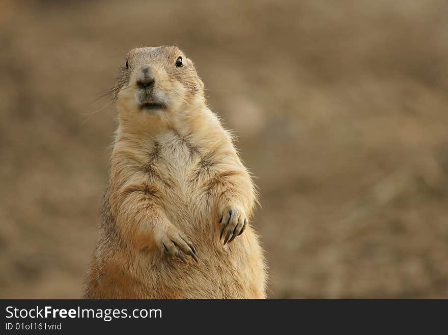 Prairie Dog