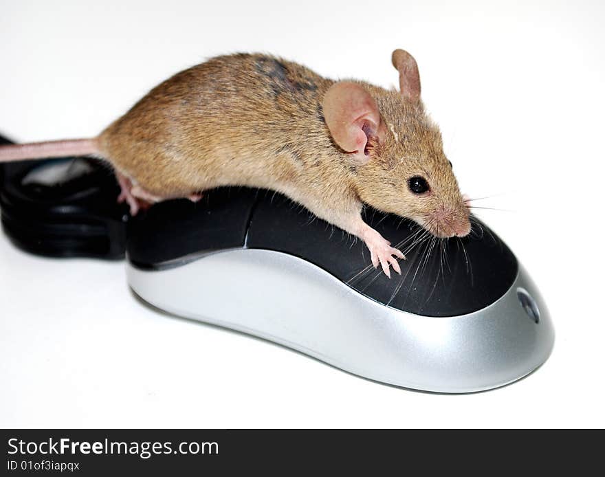 Mouse on a computer mouse. Mouse on a computer mouse