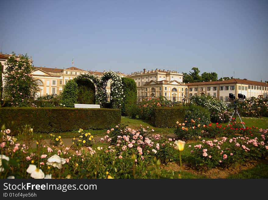 Roses In The Villa Reale S