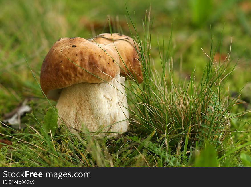 Brown mushroom in the grass