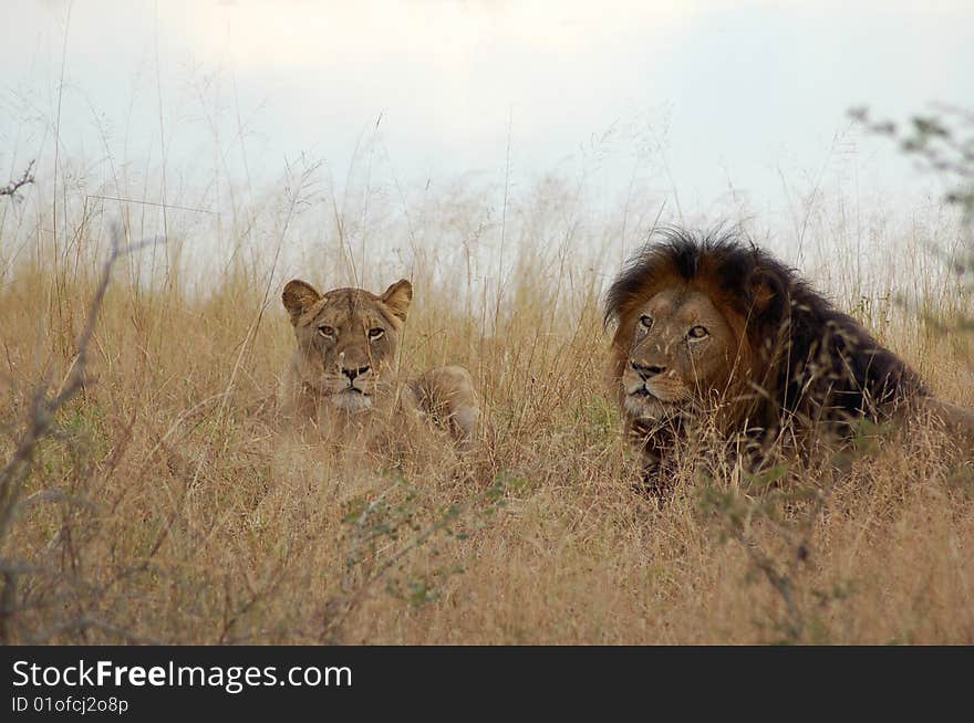 Lion and lioness resting in the African bush. Taken on safari in Africa.