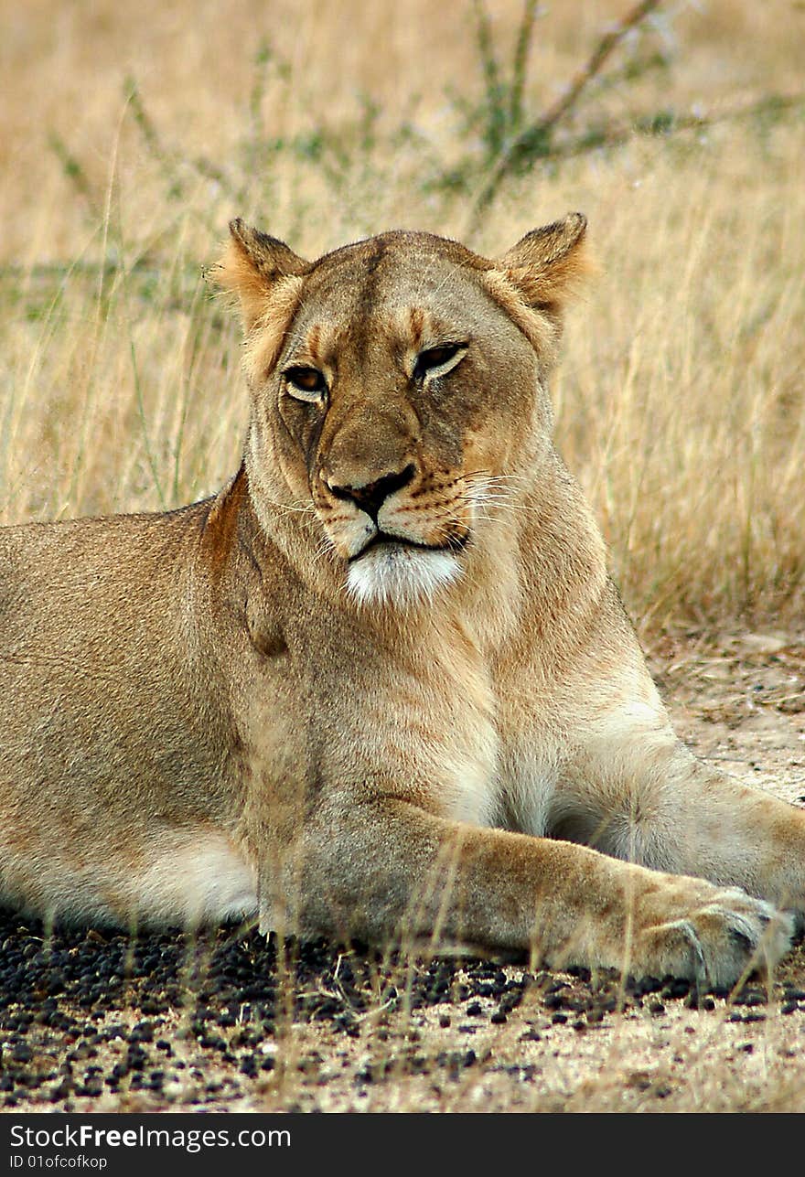 Lioness resting after a kill.