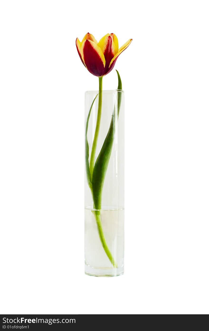 Red tulip in vase