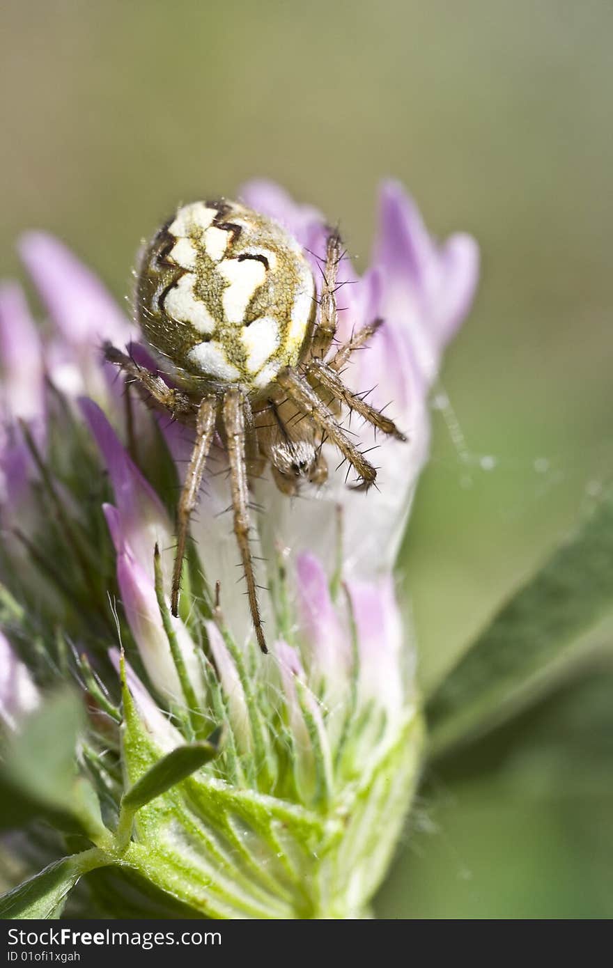 Spider of embrace