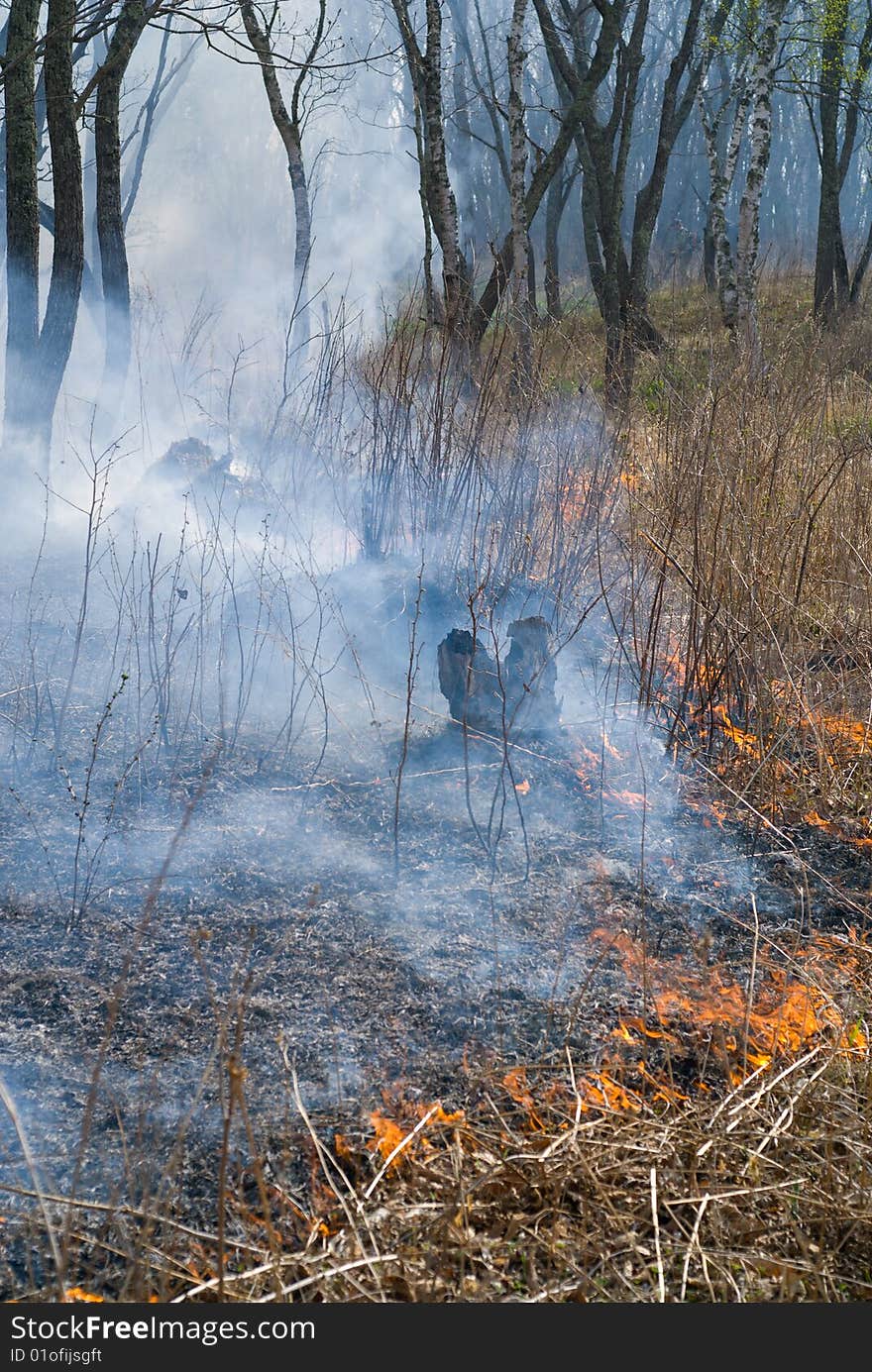 A fire in leafy forest. Spring. Russian Far East. A fire in leafy forest. Spring. Russian Far East.