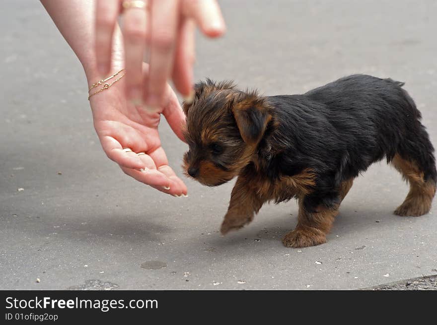 Small brown dogie having fun of life, fascinating size contrast of human hands a dogie body. Small brown dogie having fun of life, fascinating size contrast of human hands a dogie body