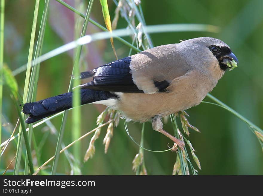 Wild bird on branch