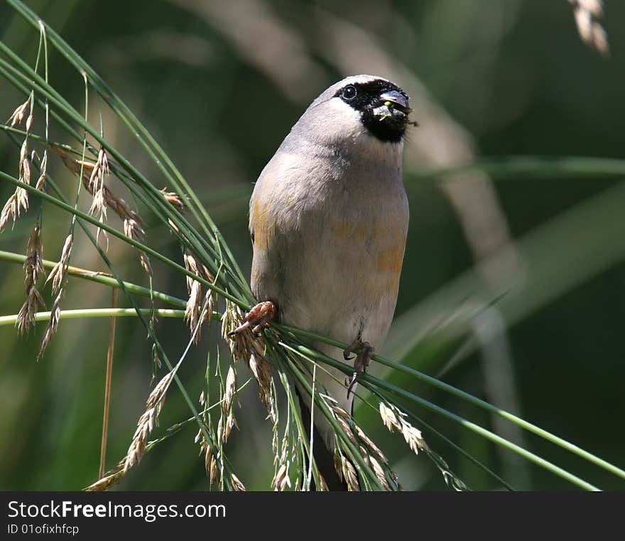 Wild Bird On Branch