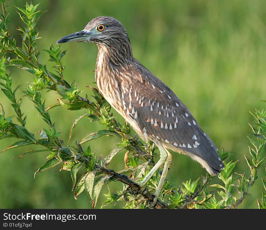 Egret On Branch