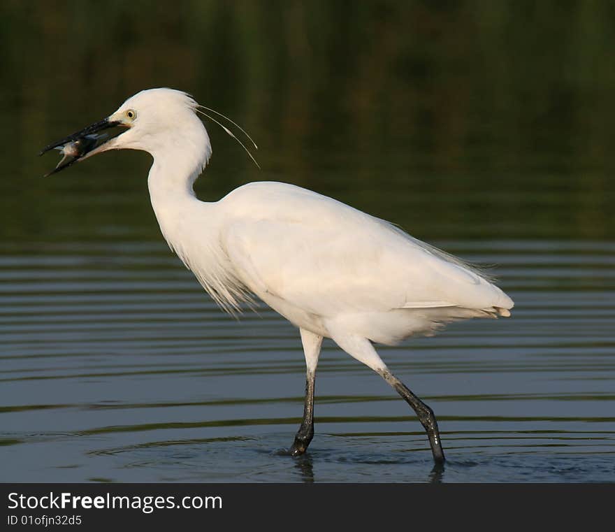 Egret In Water