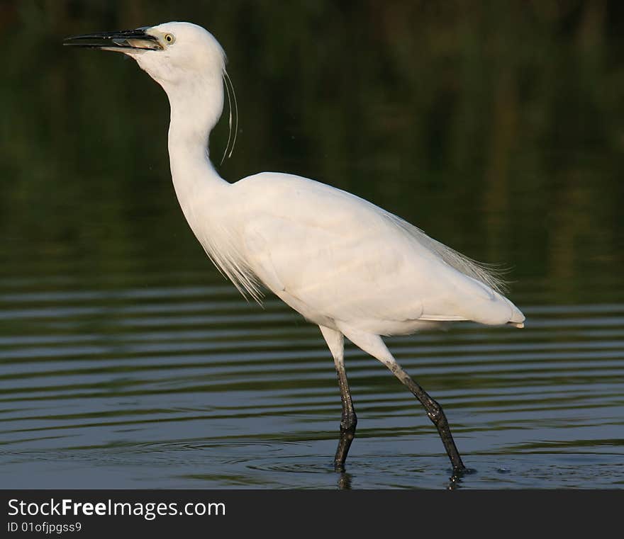 Egret In Water