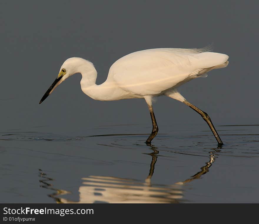 Egret In Water