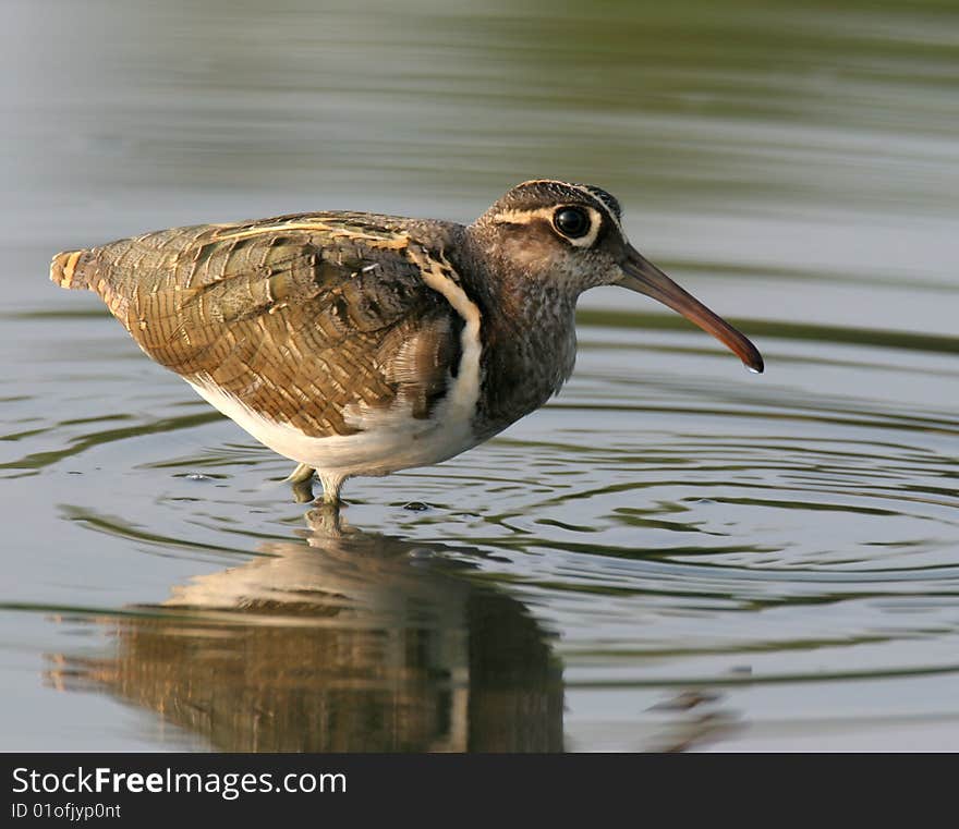 The wild bird in water with pure background. The wild bird in water with pure background