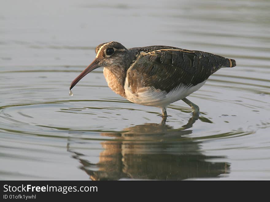 Wild bird  in water