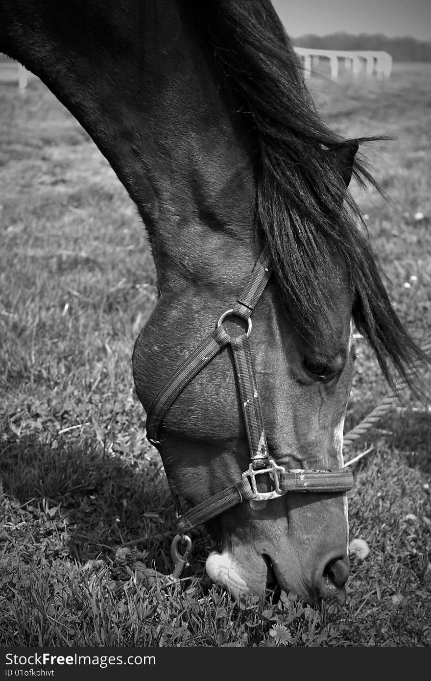 A picture of an Arabian horse leaning down and getting a mouthful of grass. A picture of an Arabian horse leaning down and getting a mouthful of grass.