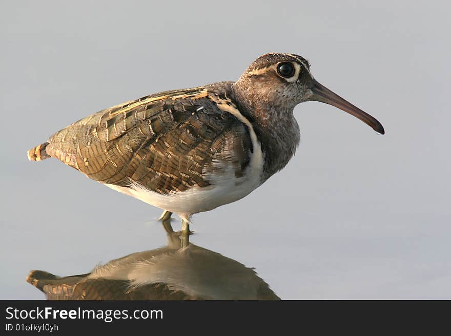 Wild bird  in water