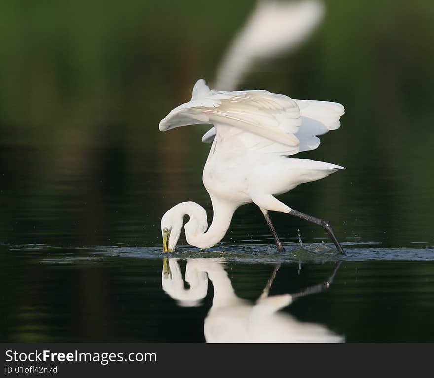 Egret in water