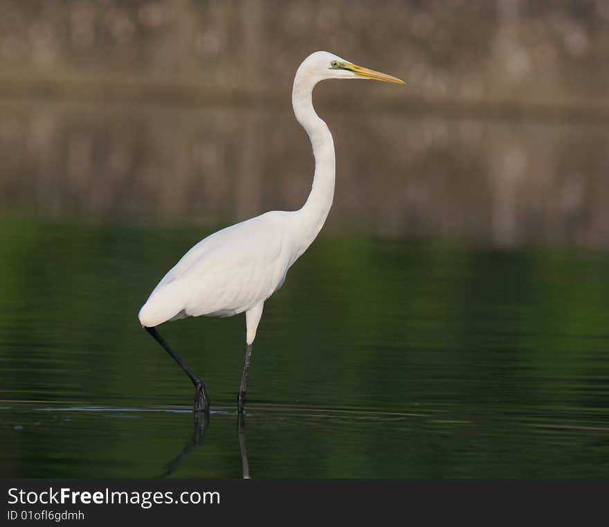 Egret In Water