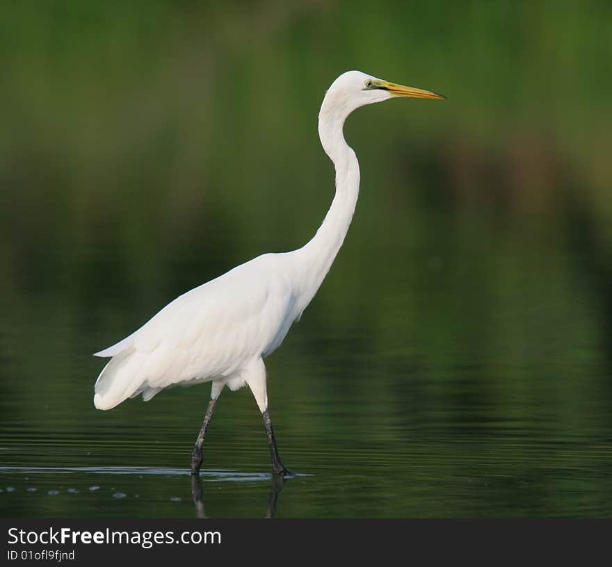 Egret in water