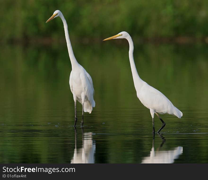 Egret In Water