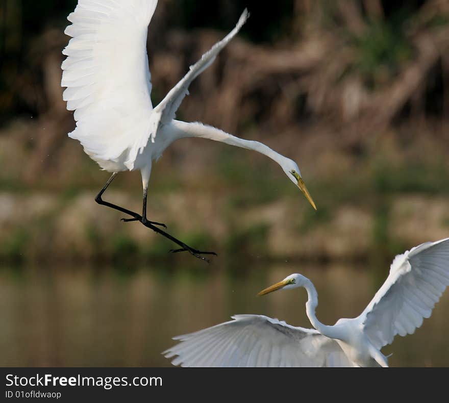 Egret in water