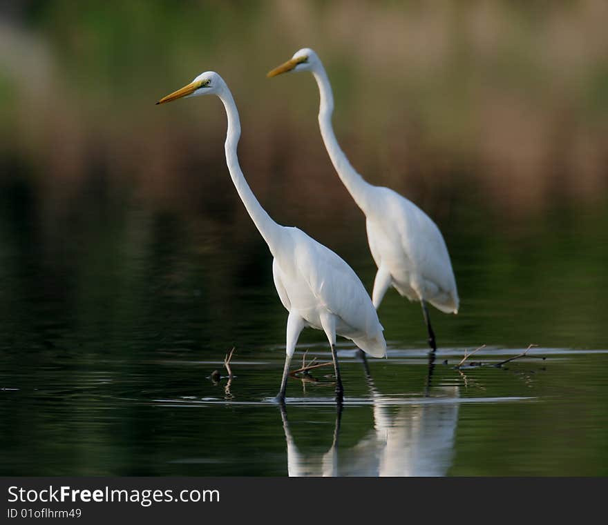 Two Egret in water