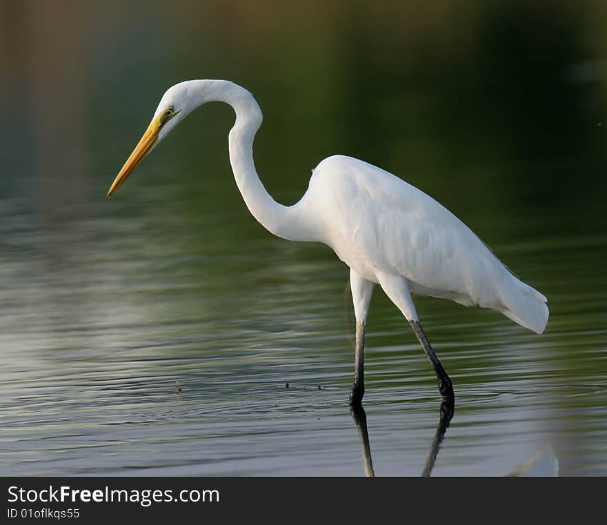 Egret In Water