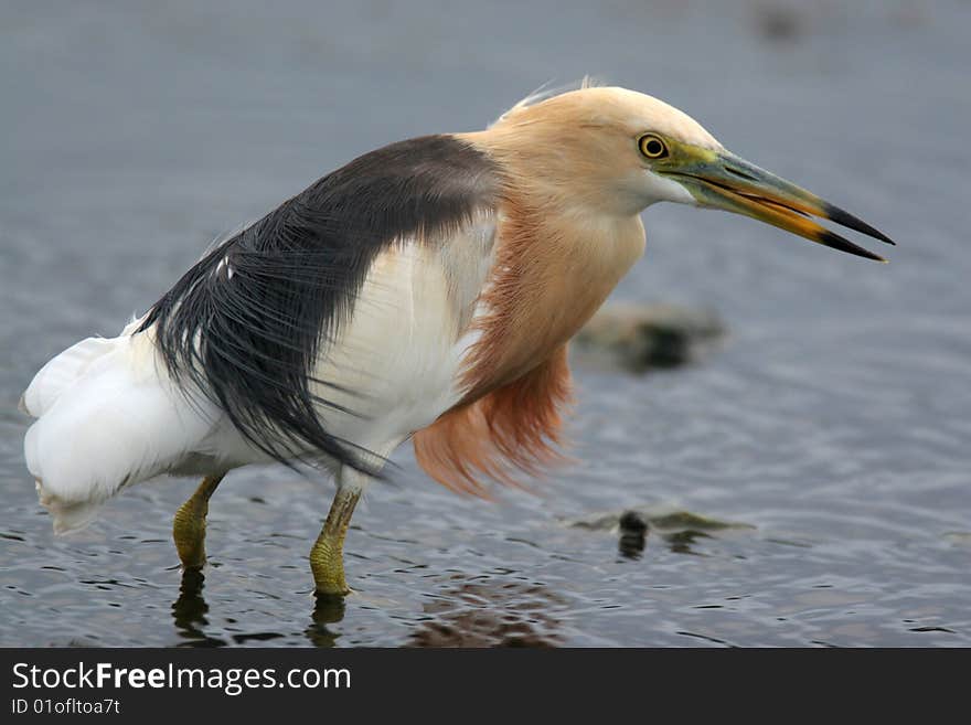 The wild bird in water with pure background. The wild bird in water with pure background