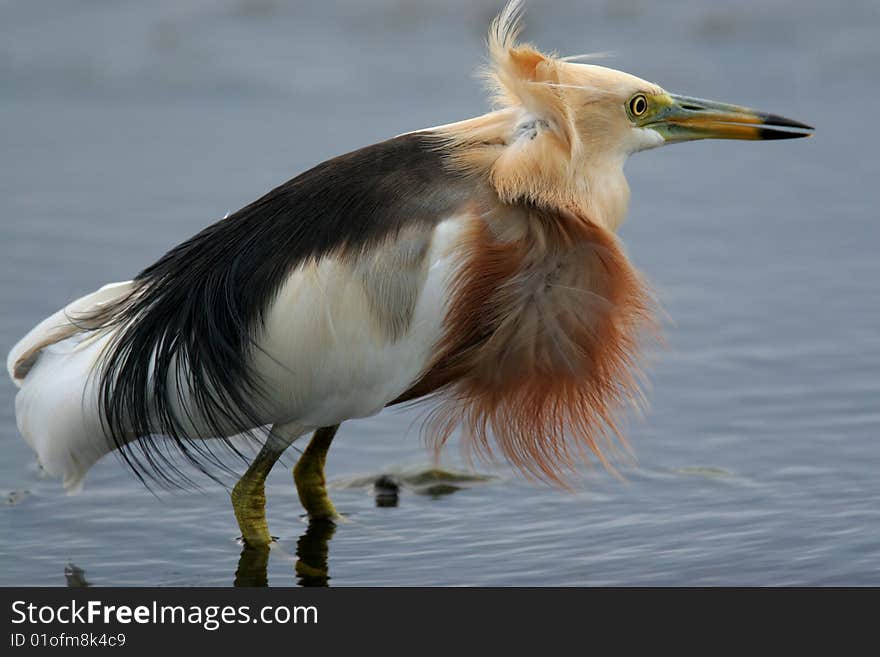 Egret In Water