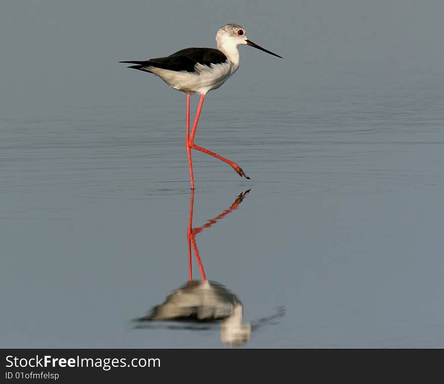 The wild bird in water with pure background. The wild bird in water with pure background