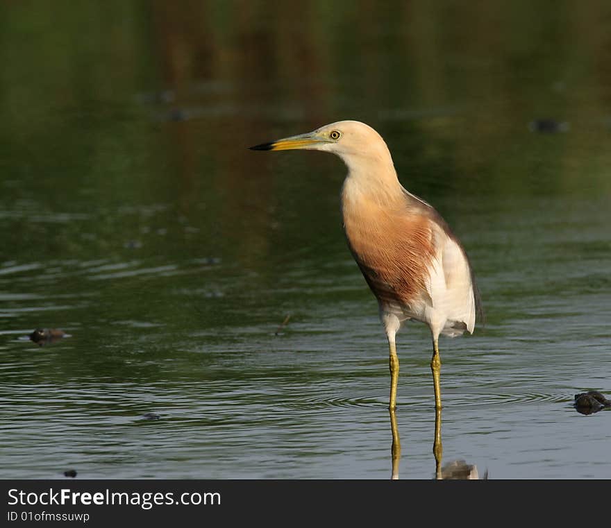 Egret in water