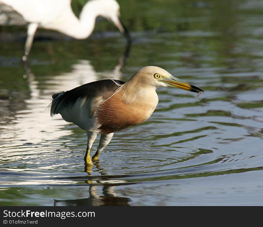 Egret in water