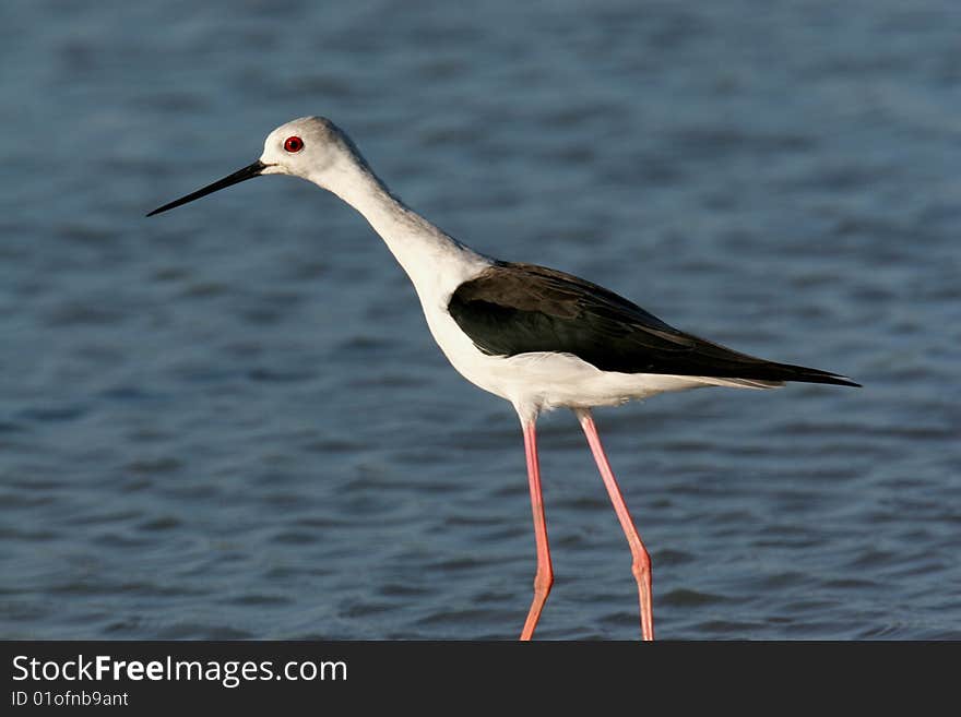 Wild bird  in water