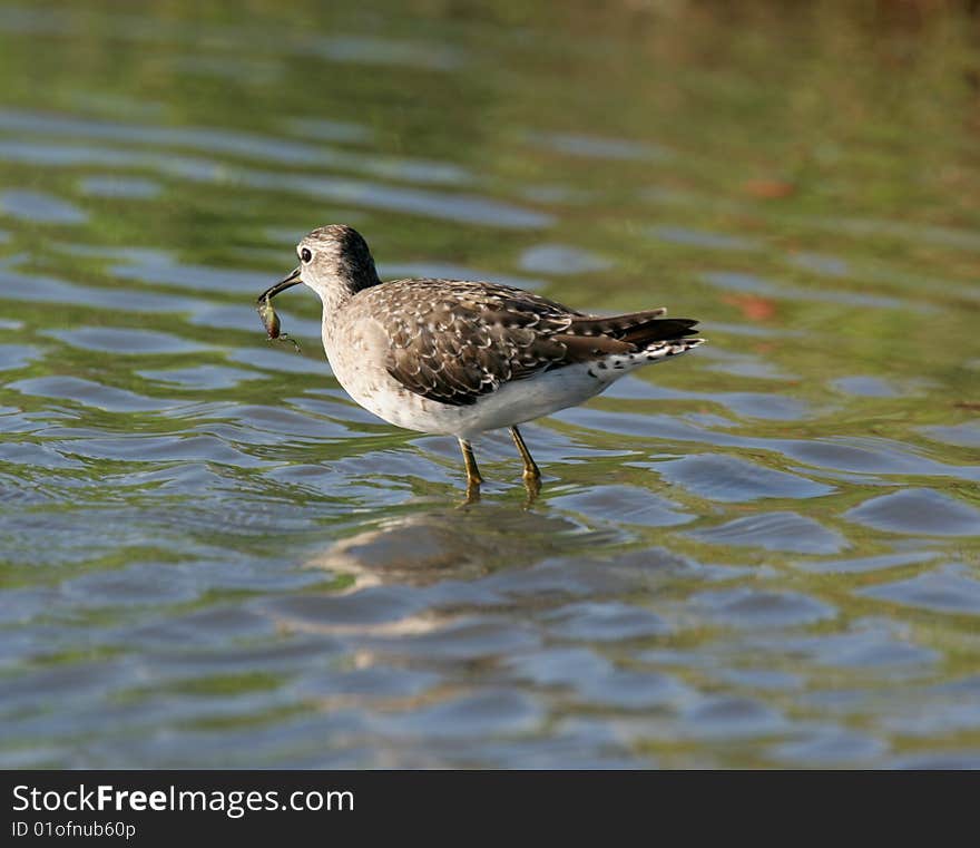 Wild bird  in water