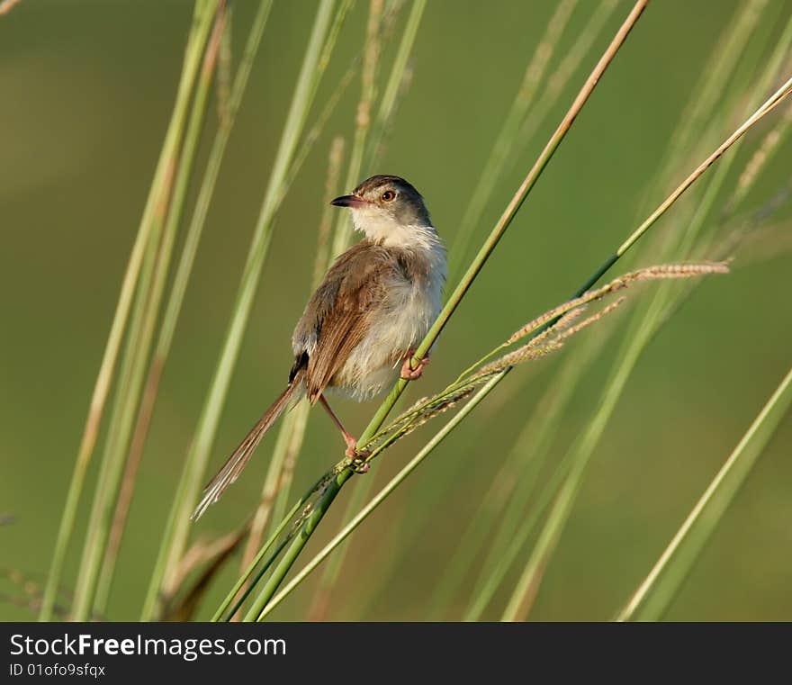 Wild bird on branch