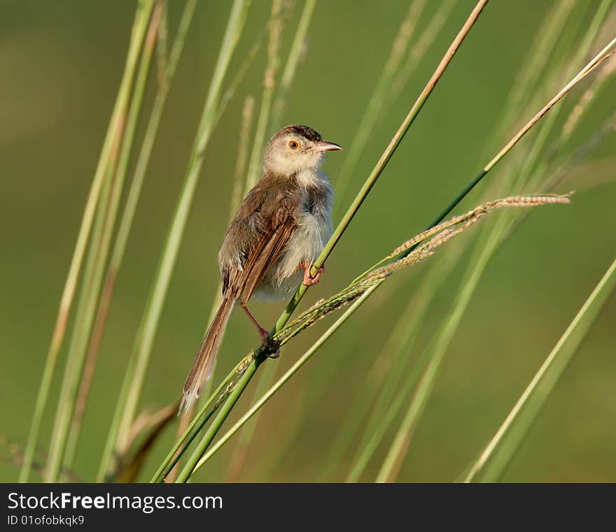 Wild bird on branch