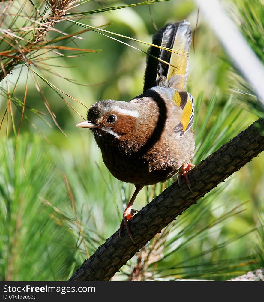 Wild bird on branch