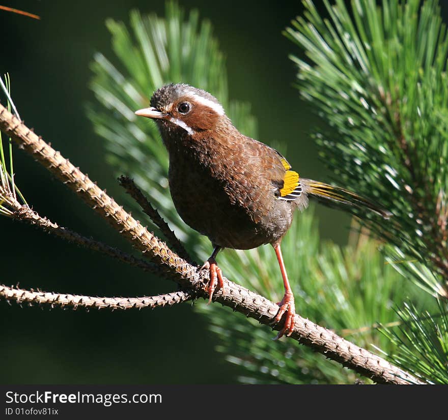 Wild bird on branch