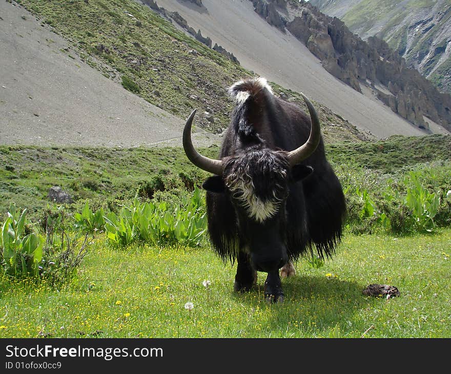 Yak, mountain area, King of mountain. Yak, mountain area, King of mountain