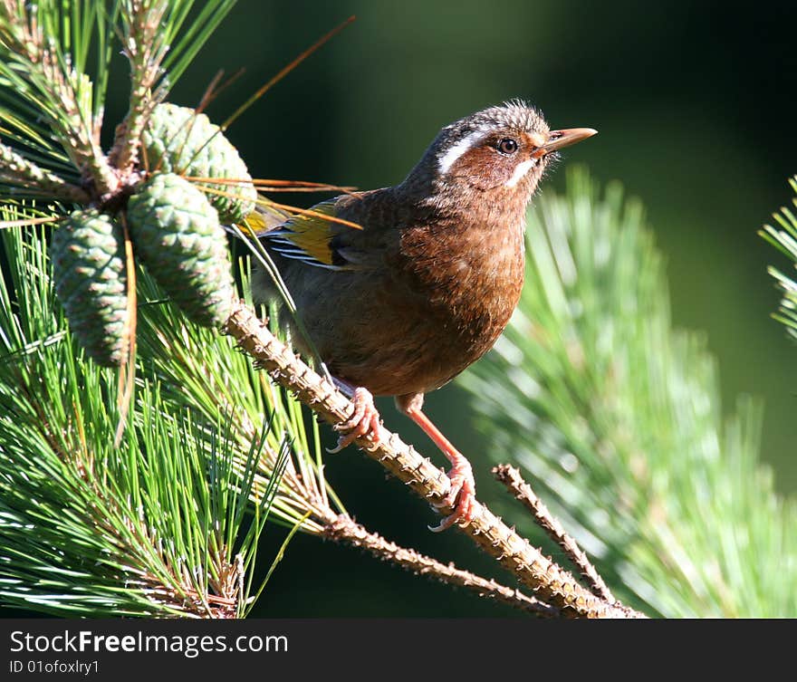 Wild bird on branch