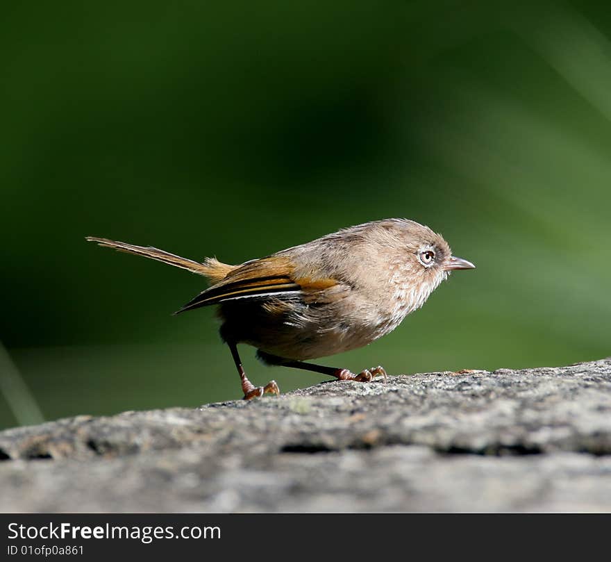 Wild bird on ground