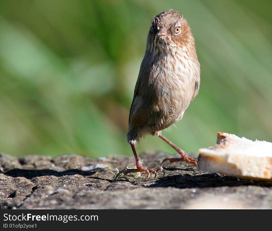 Wild bird on ground