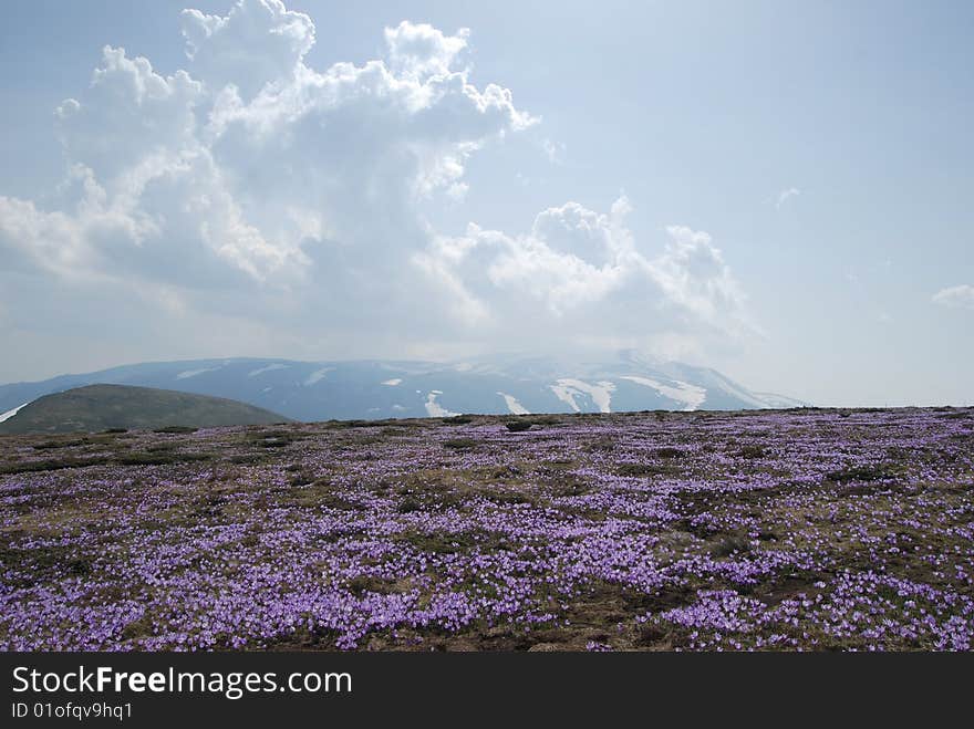 In spring in the mountains of Bulgaria you walk through а vast crocus fields