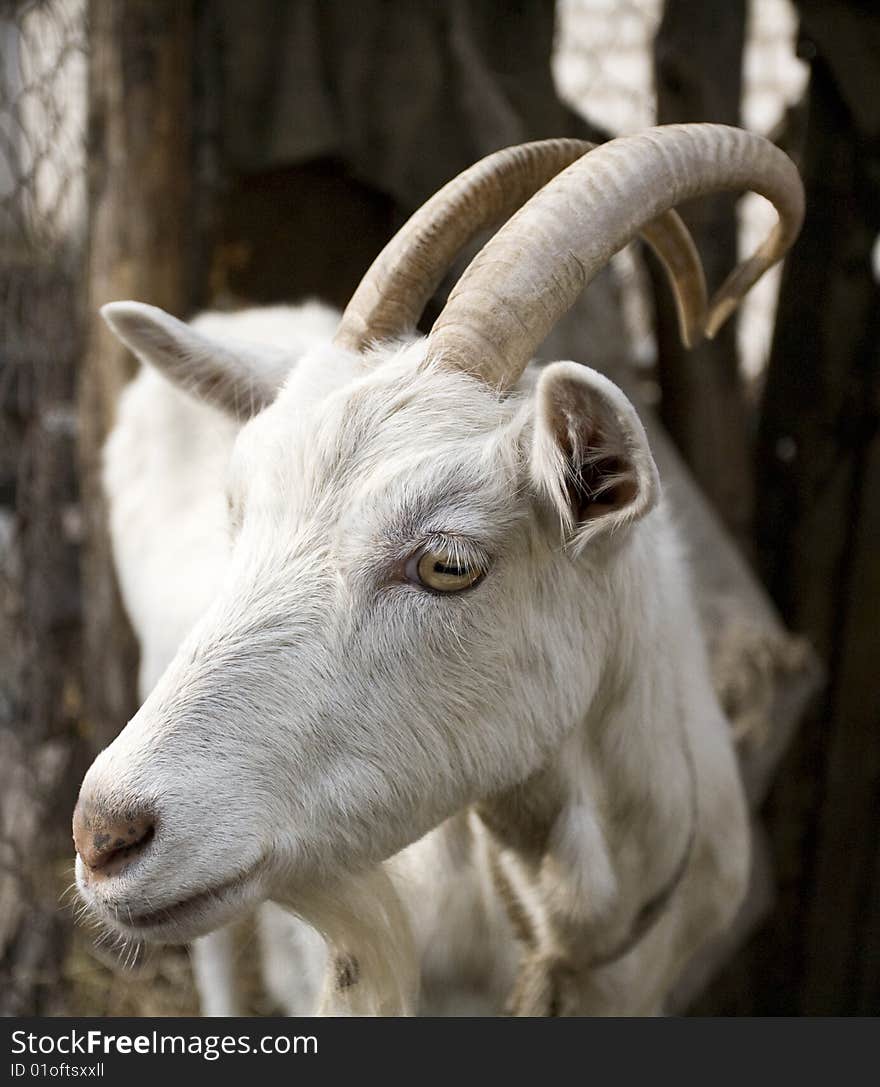 A goat of horn is a beard