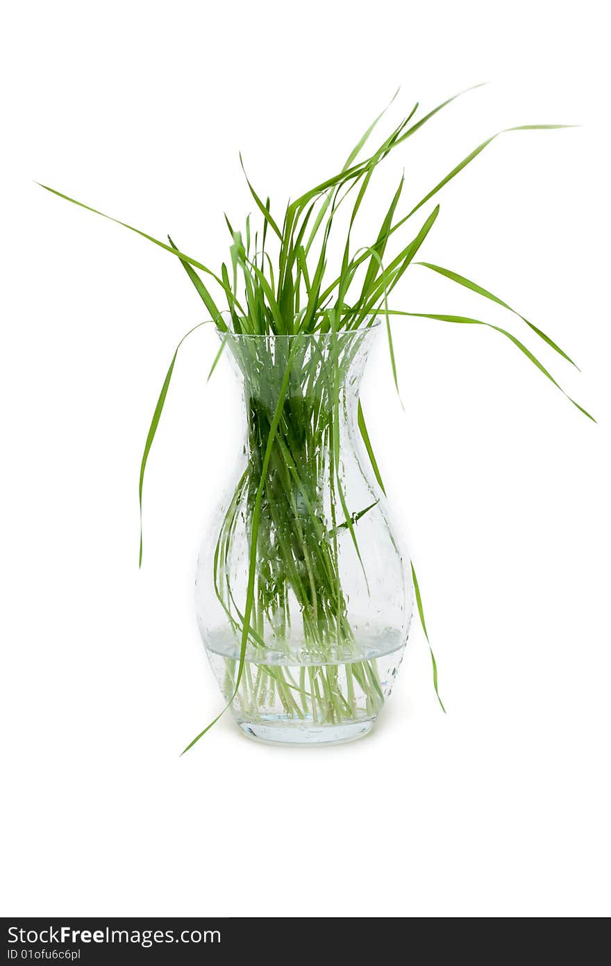 Bunch of the green herb in glass pitcher with water, dripped grow