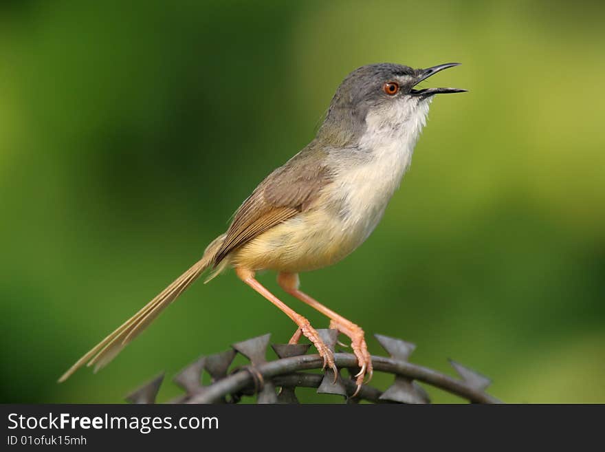 Wild bird on steel wire