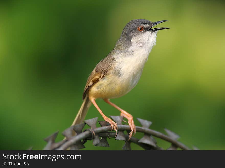 Wild bird on steel wire