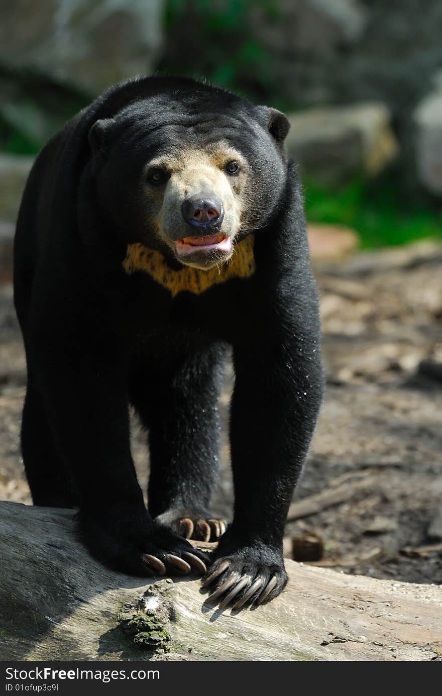 Close up of a Malayan Sun Bear (Helarctos malayanus)